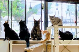 猫カフェ 猫園おてて