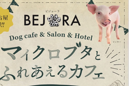Bejora - dog Cafe & Salon & Hotel -