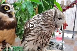 あうるぱーく フクロウカフェ池袋 Owl cafe Tokyo Owlpark